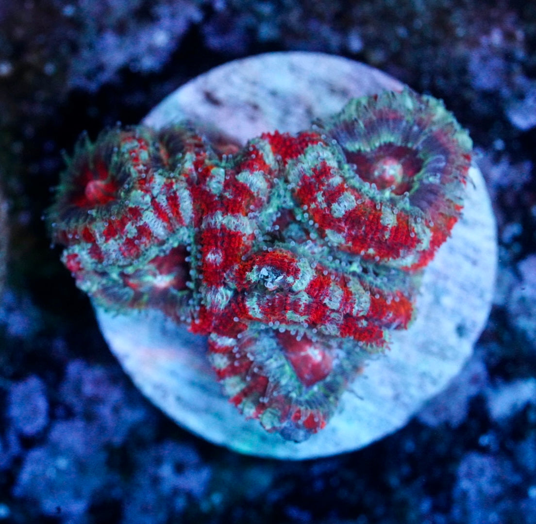 Cultured aussie acan