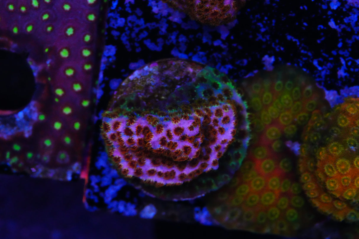 Skittles cyphastrea