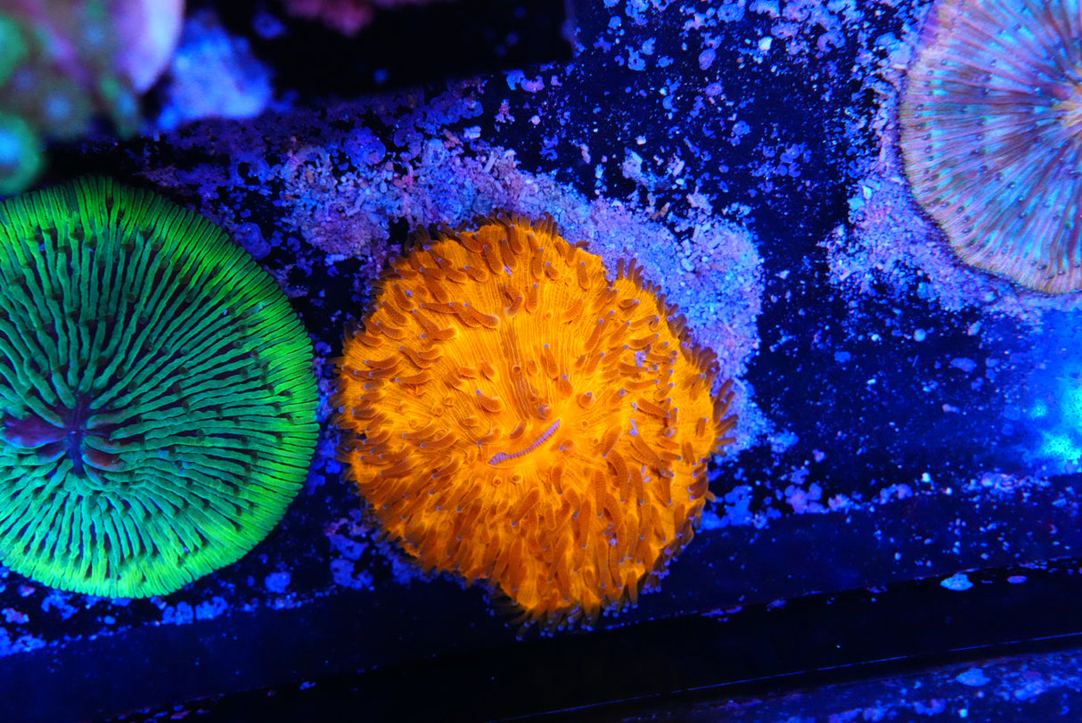 Fungia plate coral
