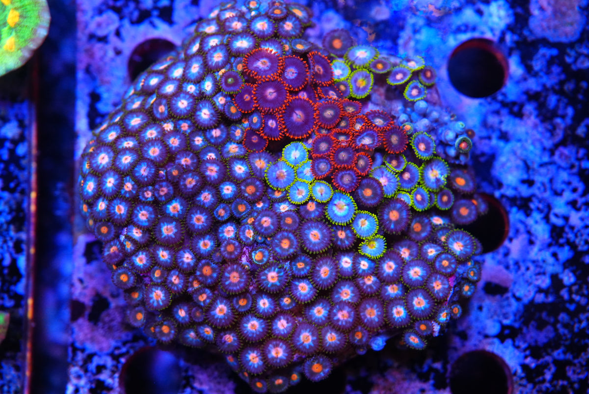 ZOA colony