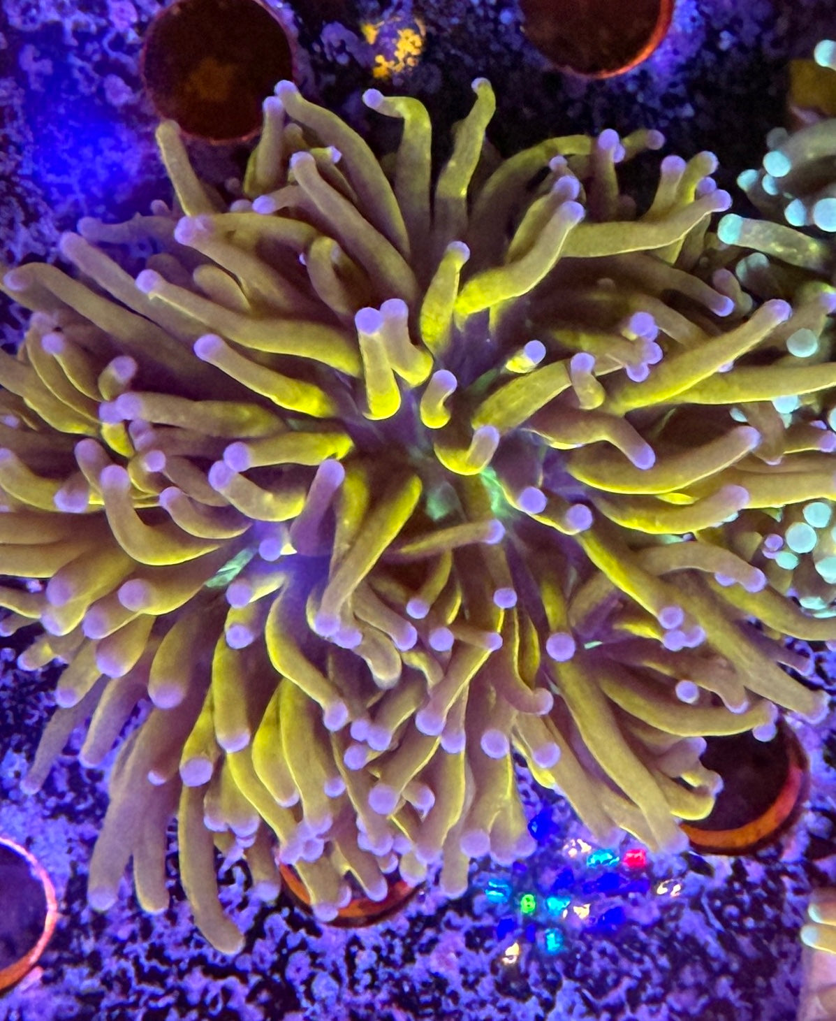 WYSIWYG torch coral
