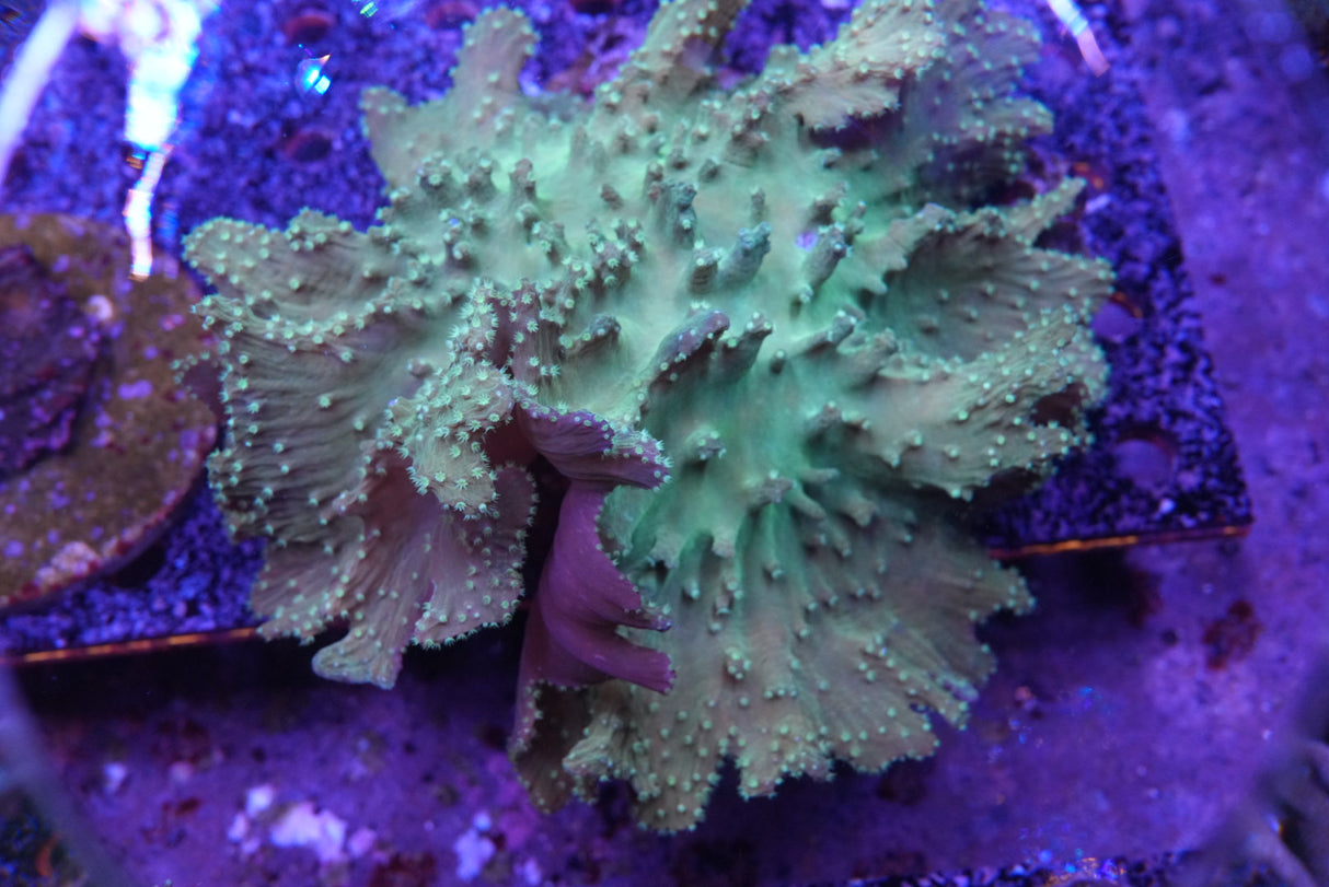 Huge cabbage leather Coral