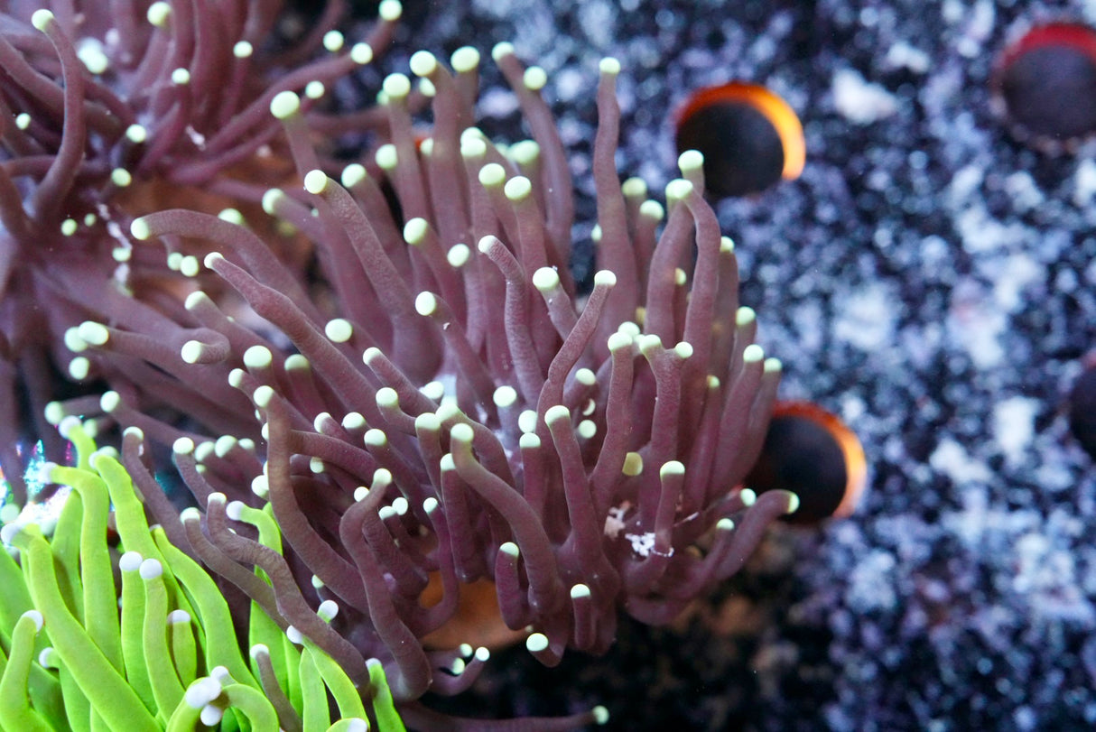 WYSIWYG torch coral