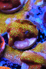 Burning banana Cyphastrea