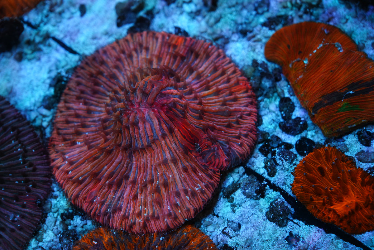 Fungia plate coral
