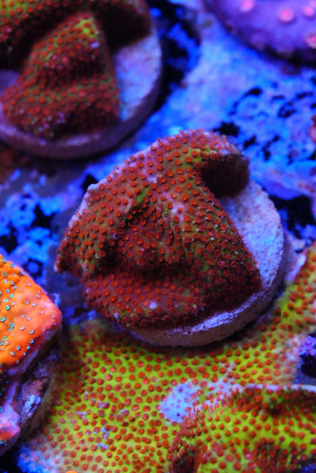 Burning banana Cyphastrea