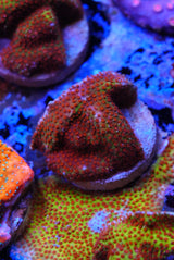 Burning banana Cyphastrea