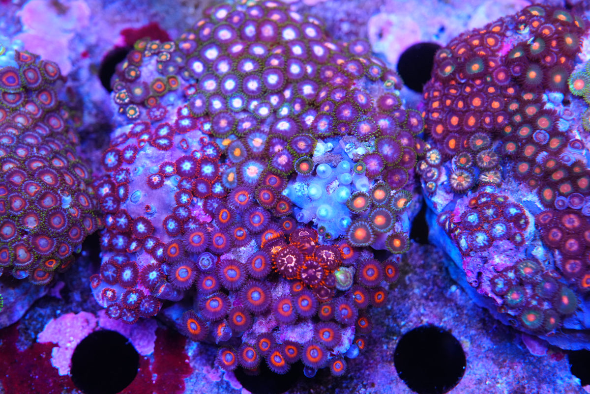 ZOA colony