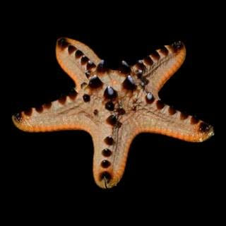 Chocolate chip starfish