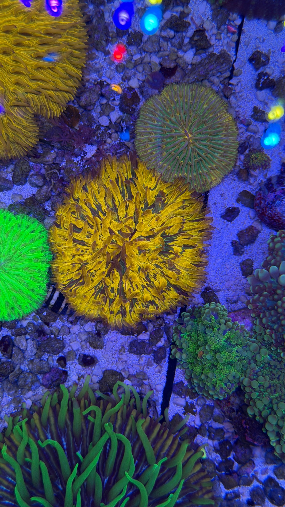 Fungia plate coral