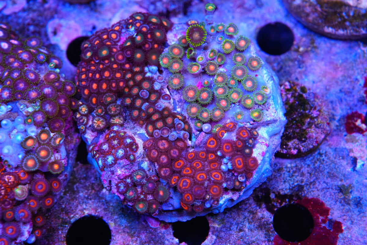 ZOA colony