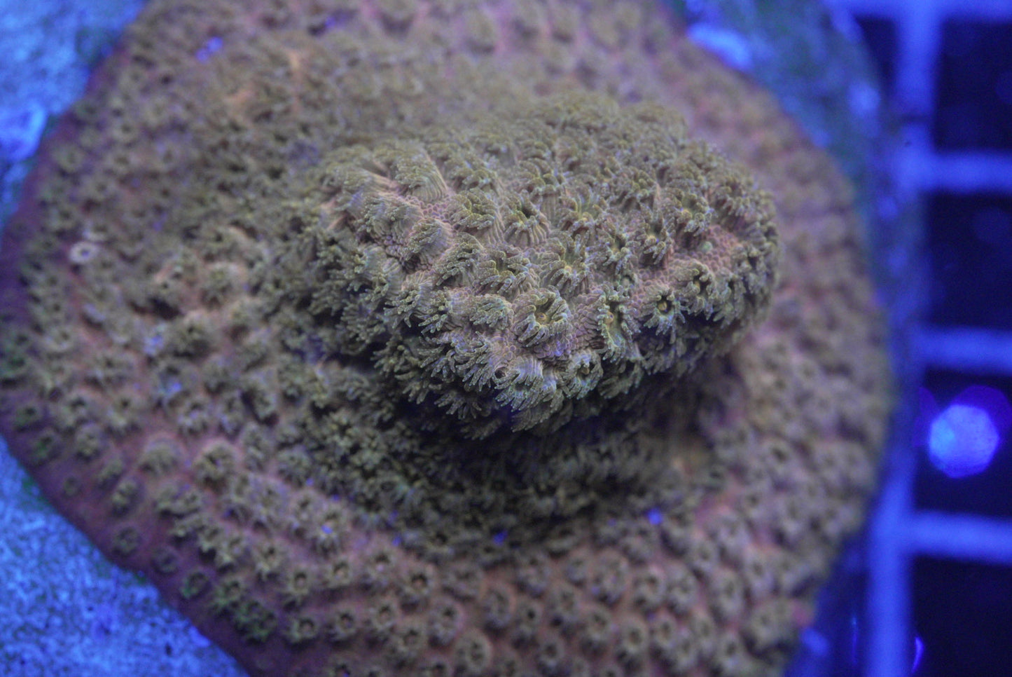 24k cyphastrea