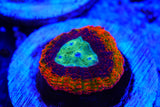 Rainbow symphyllia cultured