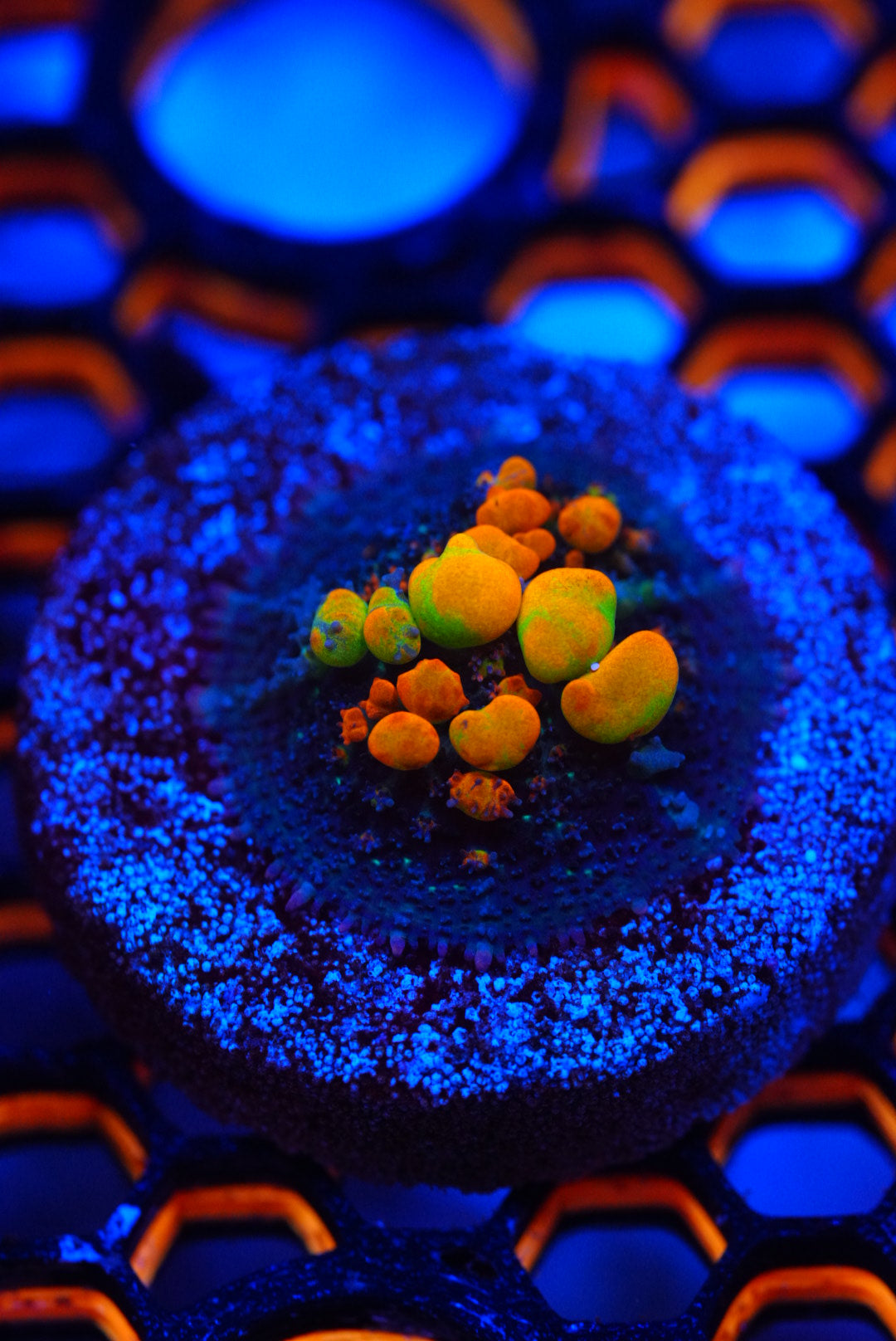 WWC OG bounce mushroom frags