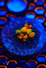 WWC OG bounce mushroom frags