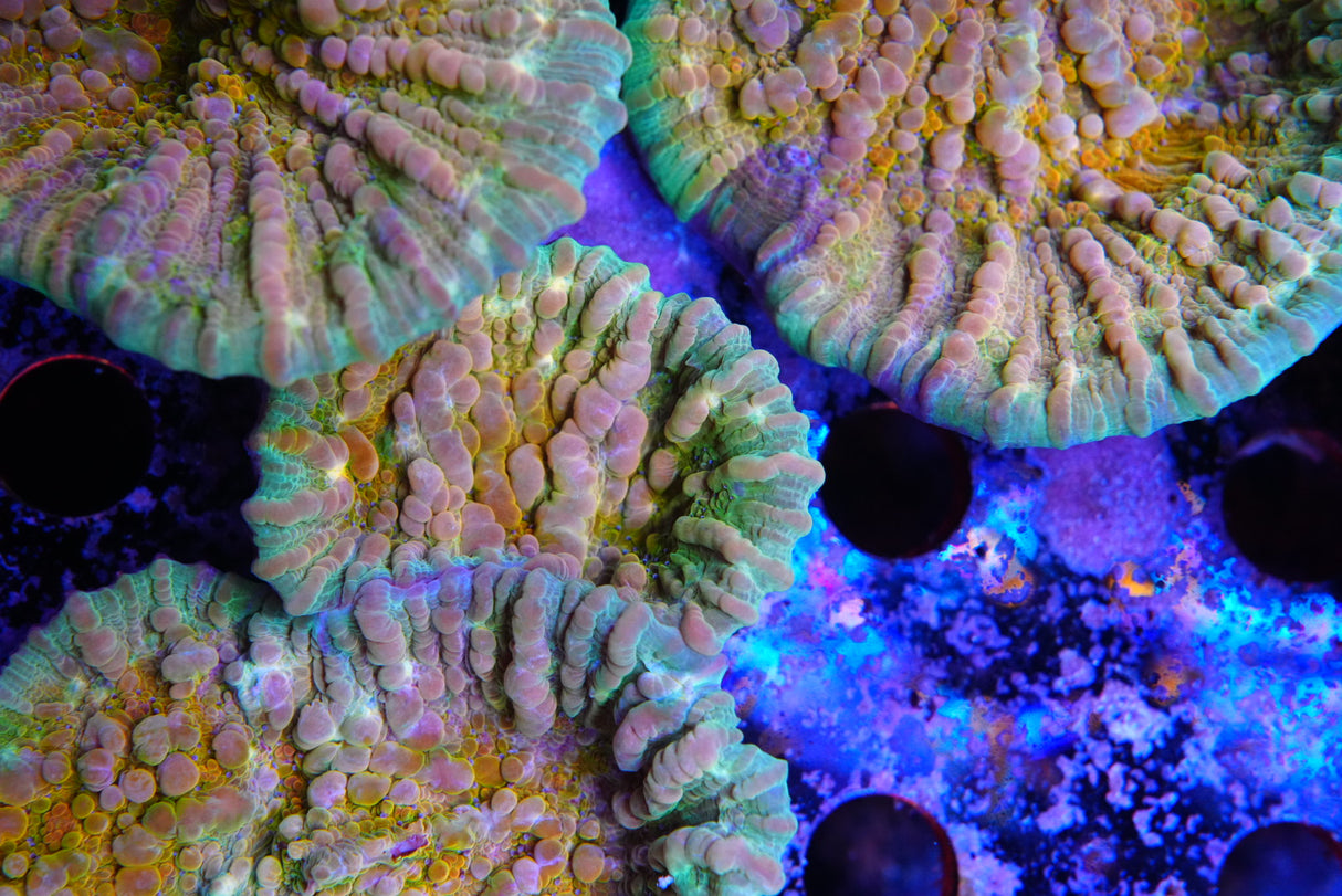 COSMIC CANDY CHALICE