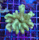 Green finger leather Coral