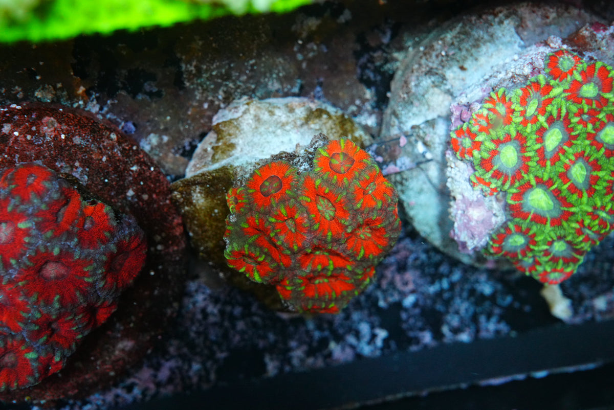Large acan colony