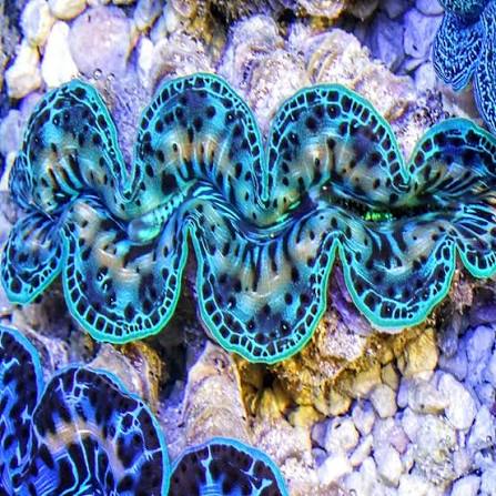 Maxima clam