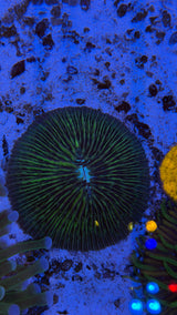 Ultra rare Fungia plate coral