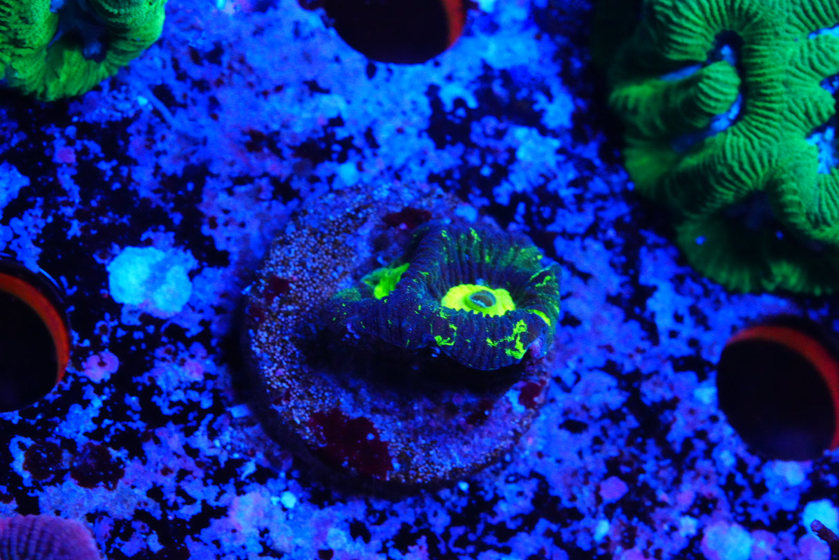 Goniastrea