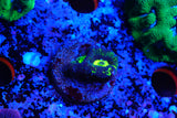Goniastrea