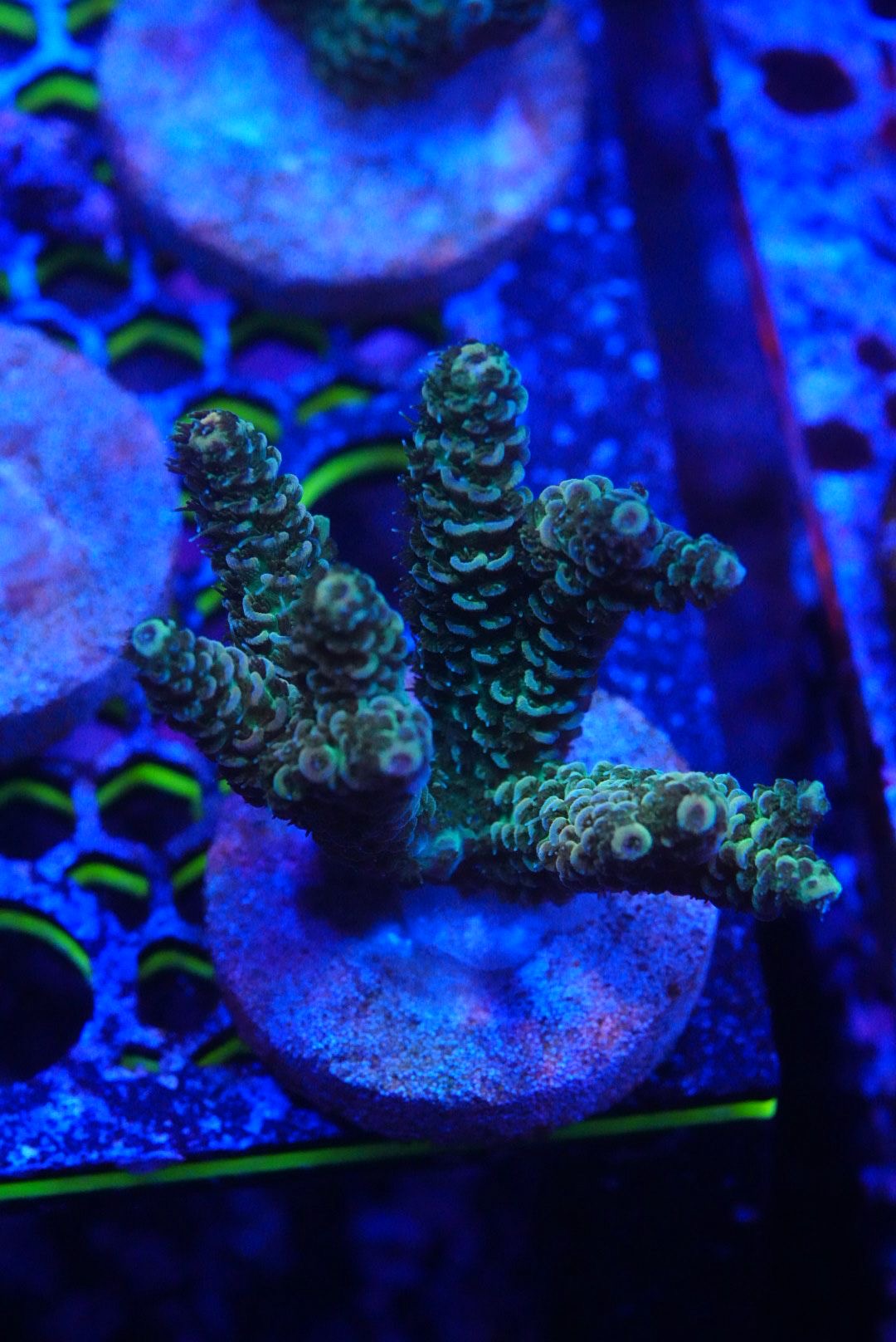 Acropora frags