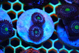 Zoa mix deal!