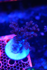 Blue leather coral