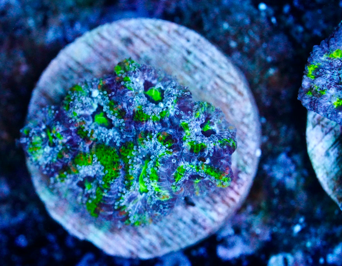 Cultured aussie acan