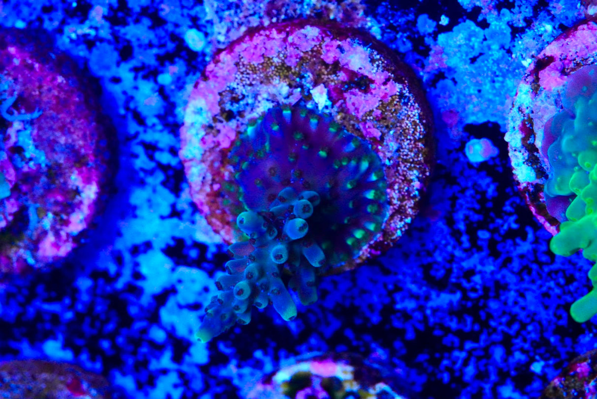 Acropora frag