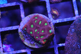 WAR CORAL FAVIA