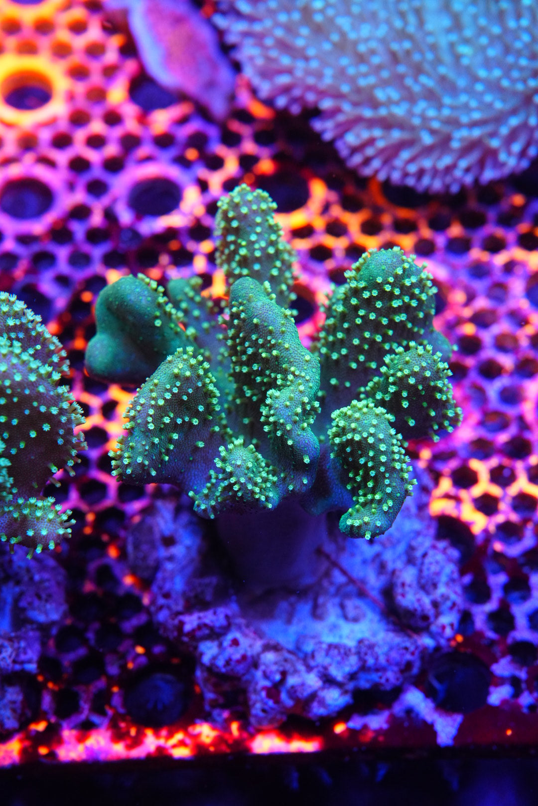 Finger Coral