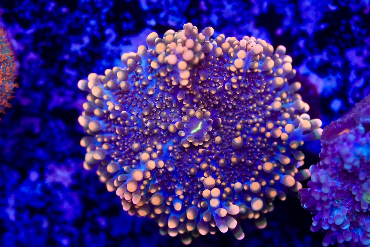 Super Orange Ricordea Yuma Mushroom