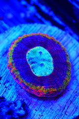 Rainbow symphyllia cultured