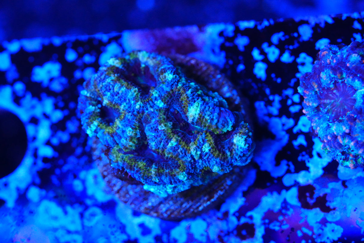 TMC cultured acan