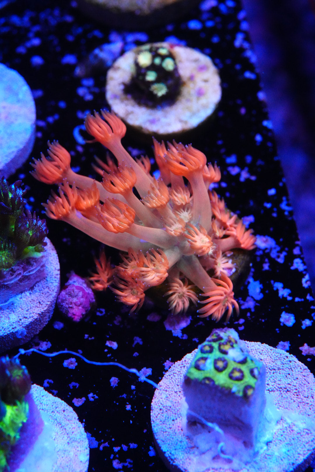 Amazeballs goniopora