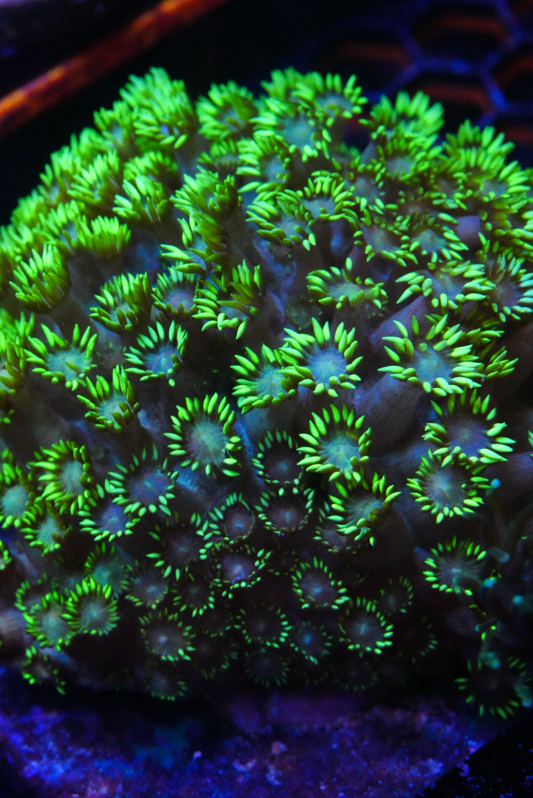 Large Goni colony