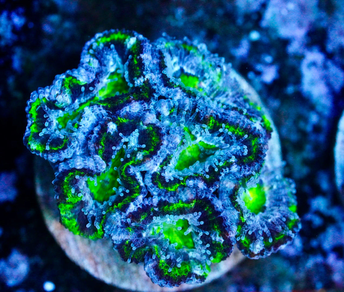 Cultured aussie acan