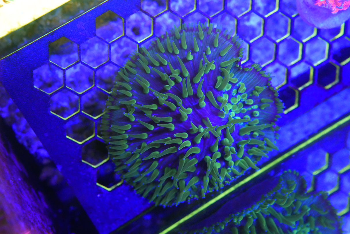 Fungia plate coral