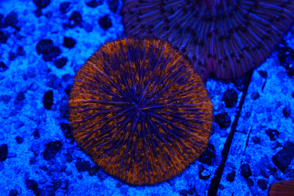 Fungia plate coral