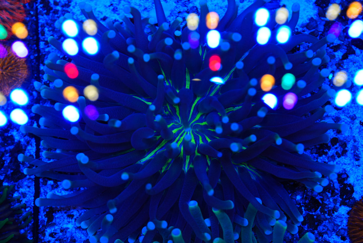Fungia plate coral