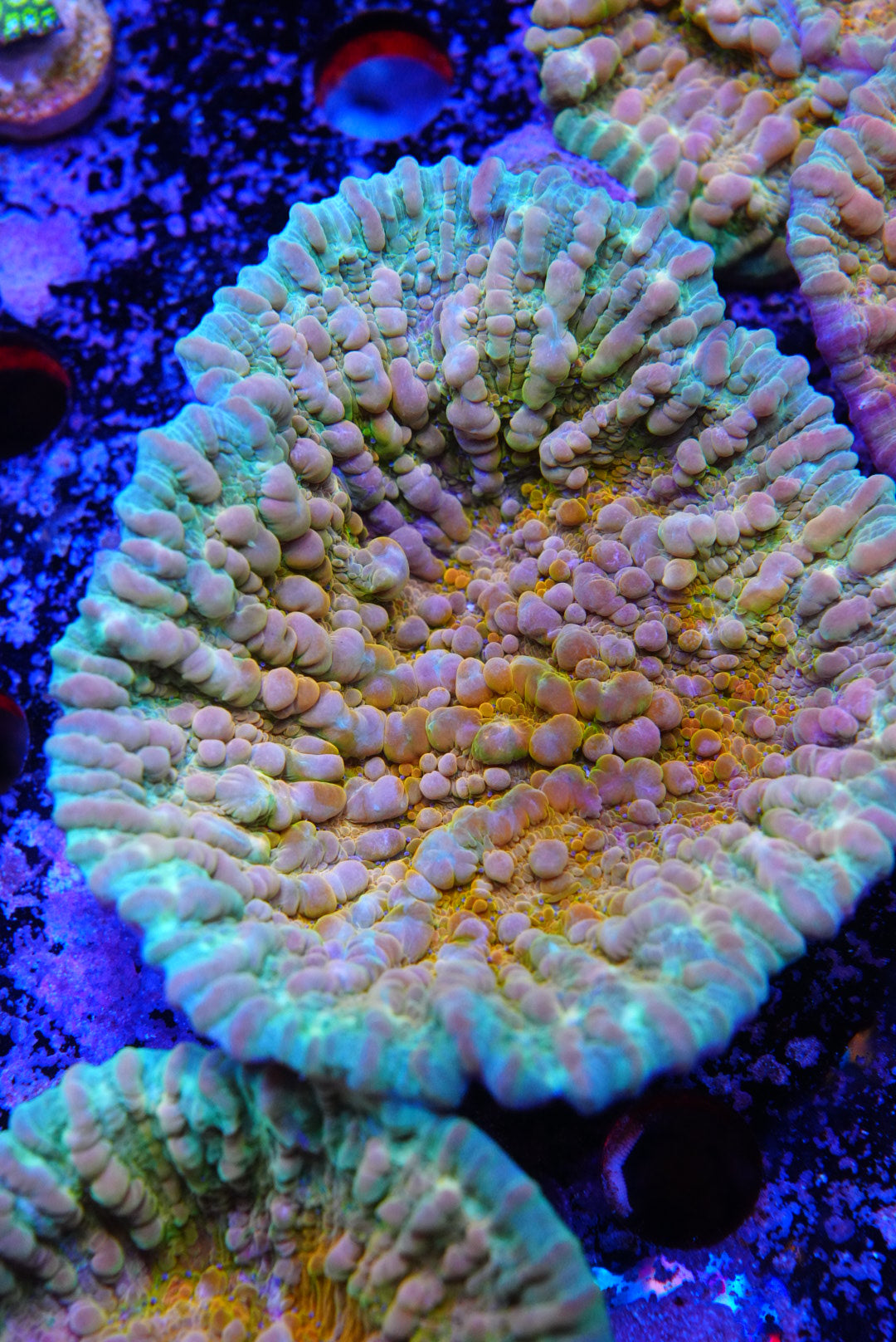 COSMIC CANDY CHALICE