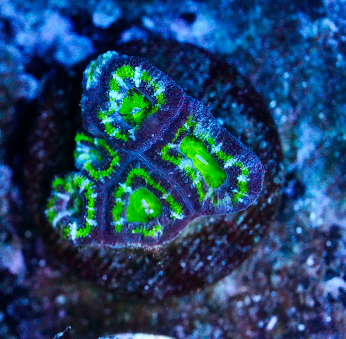 Cultured aussie acan