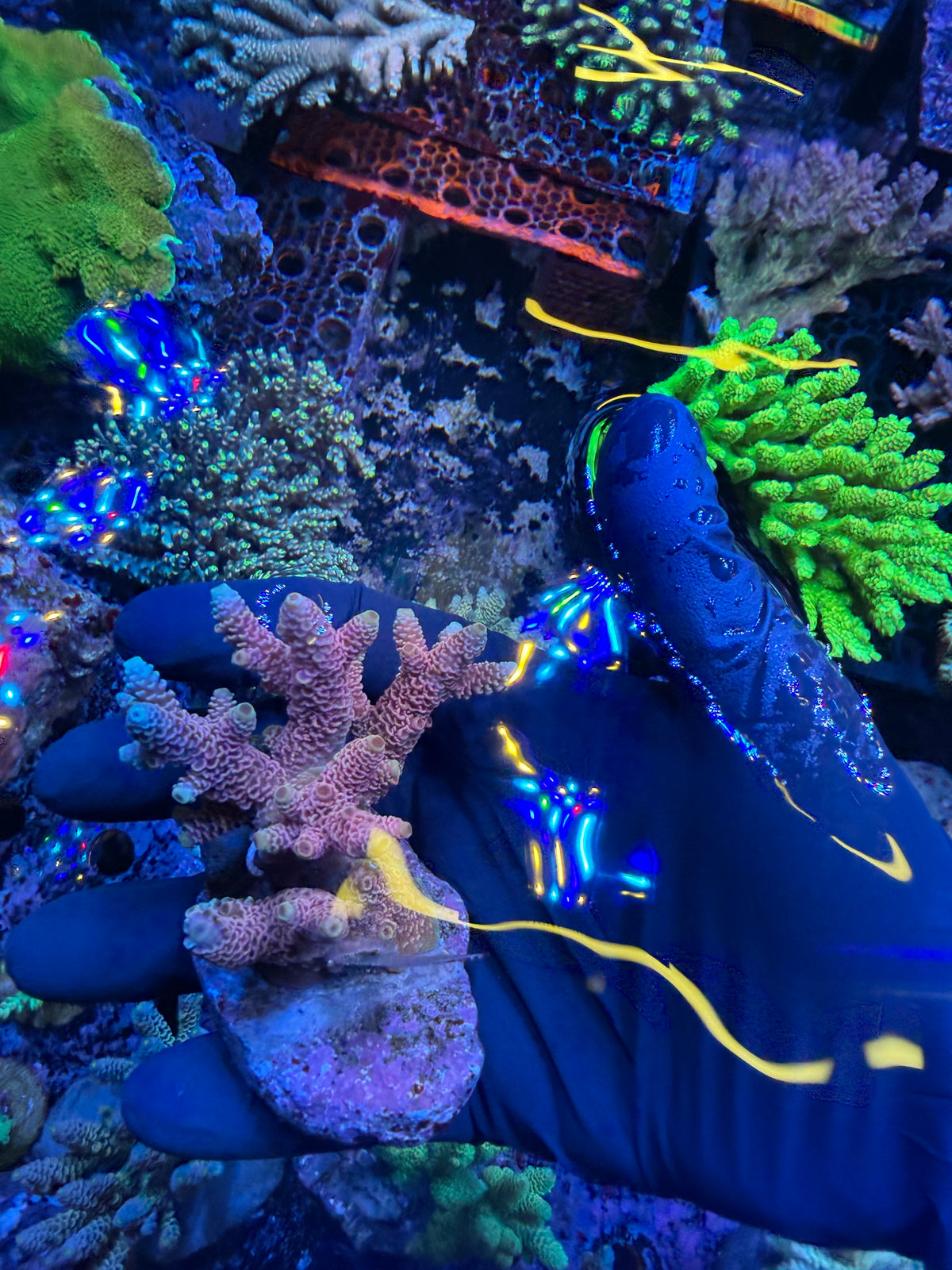 Aussie ultra colonies M