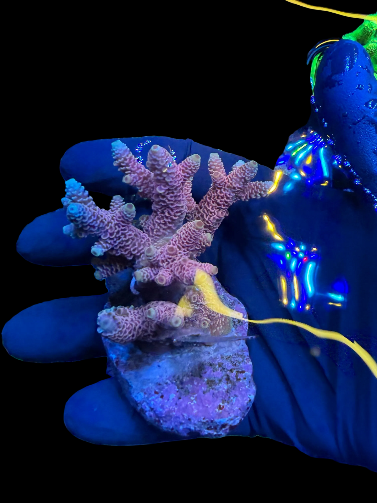 Aussie ultra colonies M
