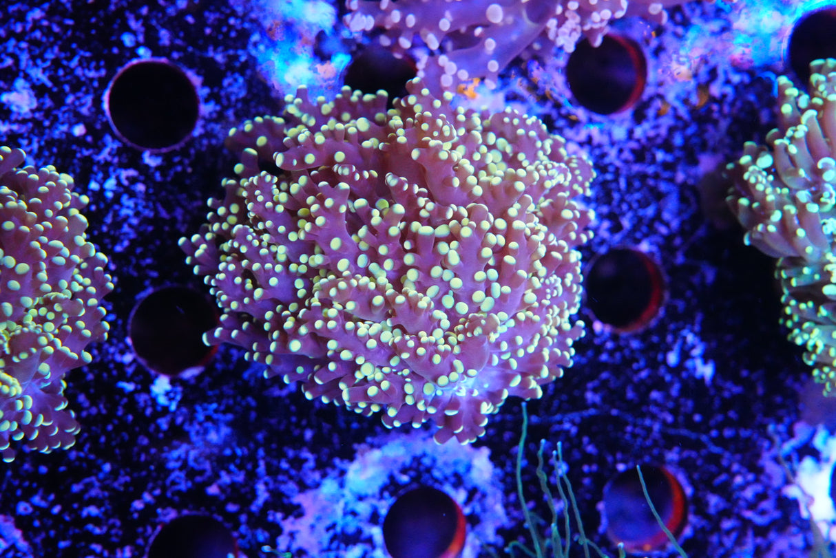 Yellow Frogspawn