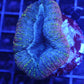 lobophyllia tricolor