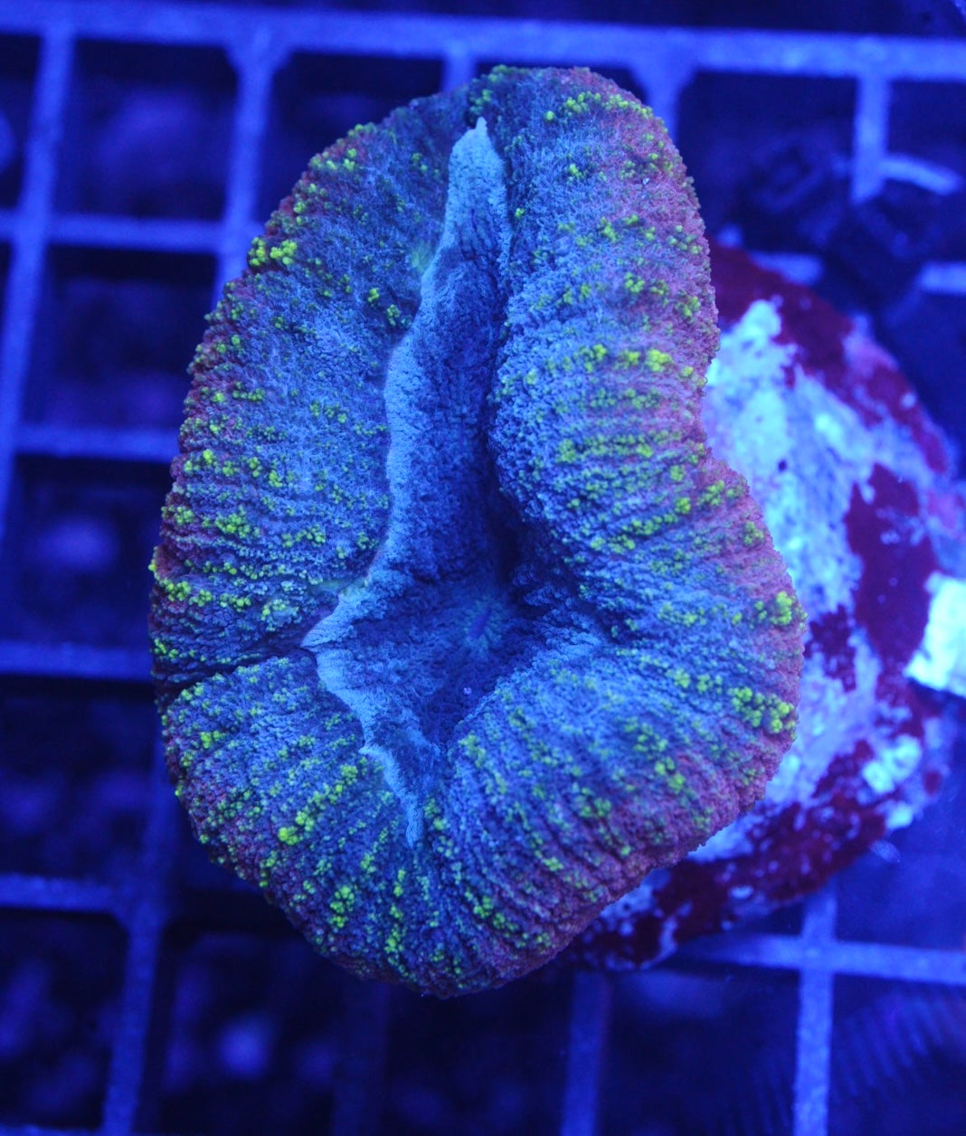 lobophyllia tricolor