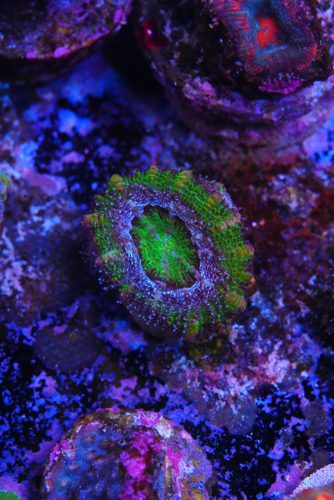 TMC cultured acan